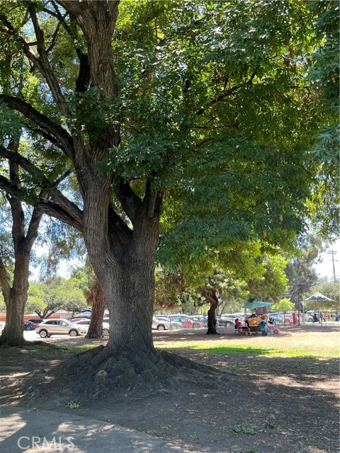 Mature trees