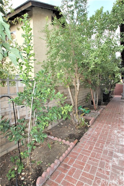 Side yard- fruit trees