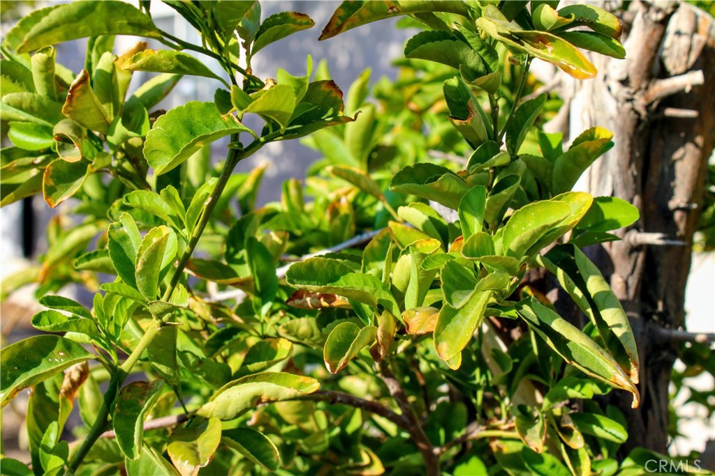 https://media.crmls.org/medias/8da53f7a-5961-417b-ac6d-1ca9fed6d58f.jpg?preset=X-Large