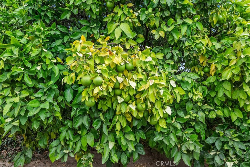 https://media.crmls.org/medias/8dc9d211-9191-4f2e-940c-74cff69b8631.jpg?preset=X-Large