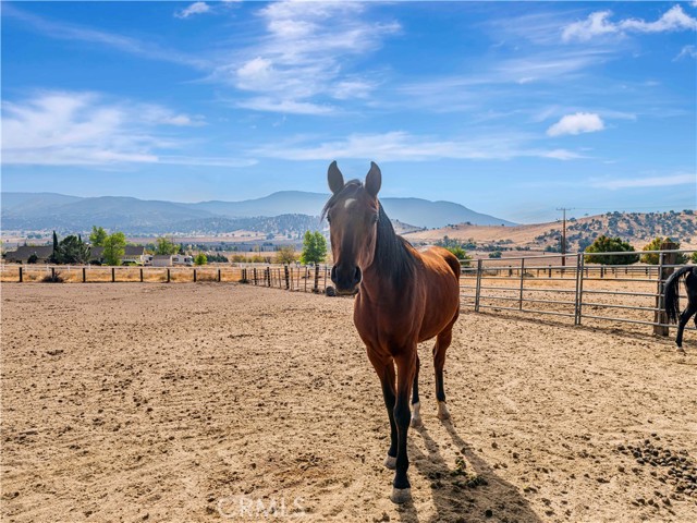 Detail Gallery Image 52 of 66 For 23237 Johnson Ct, Tehachapi,  CA 93561 - 4 Beds | 5 Baths