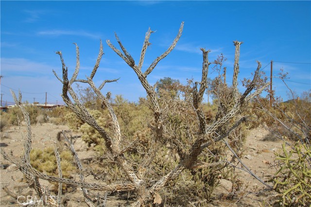 Detail Gallery Image 15 of 24 For 7401 N Star Ave, Twentynine Palms,  CA 92277 - – Beds | – Baths