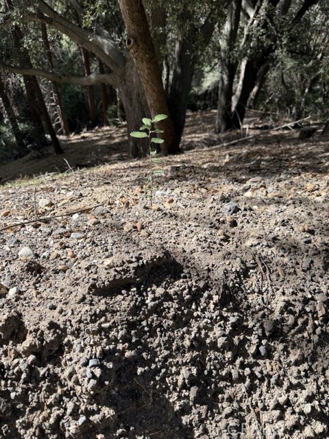 Detail Gallery Image 3 of 16 For 0 Mojave River Rd, Cedarpines Park,  CA 92322 - – Beds | – Baths