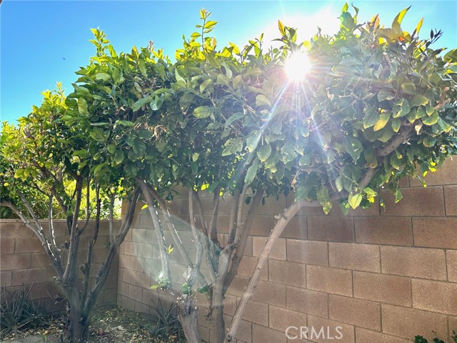 Lemon trees in the backyard