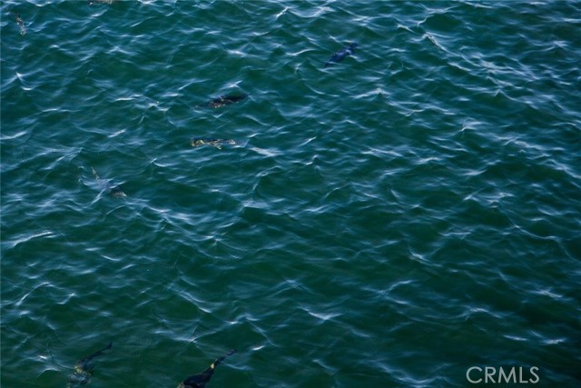 Can you see the fish?