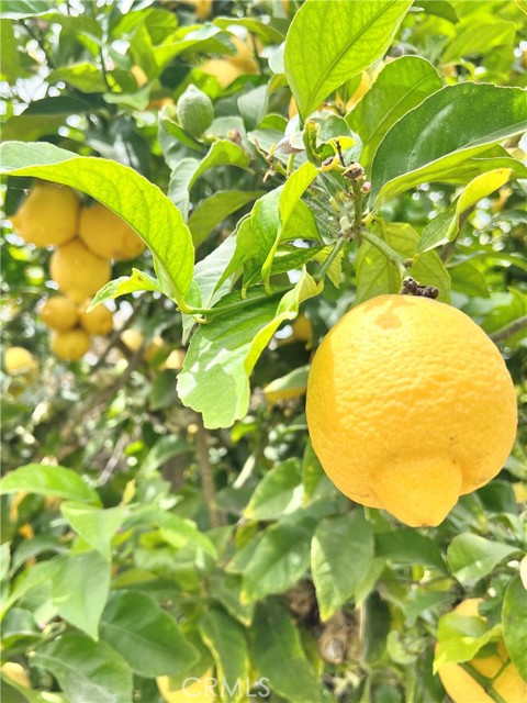 Variety of Fruit Trees in Backyard