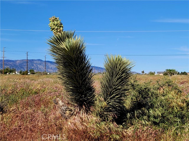 Detail Gallery Image 8 of 13 For 0 Phelan, Phelan,  CA 92371 - – Beds | – Baths