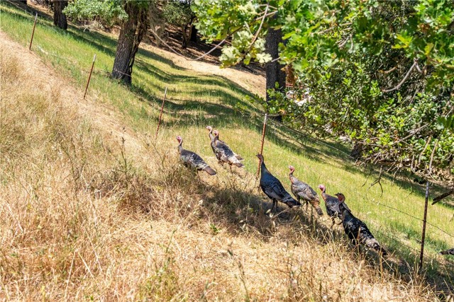 Detail Gallery Image 5 of 16 For 0 Los Gatos Rd, Atascadero,  CA 93422 - – Beds | – Baths