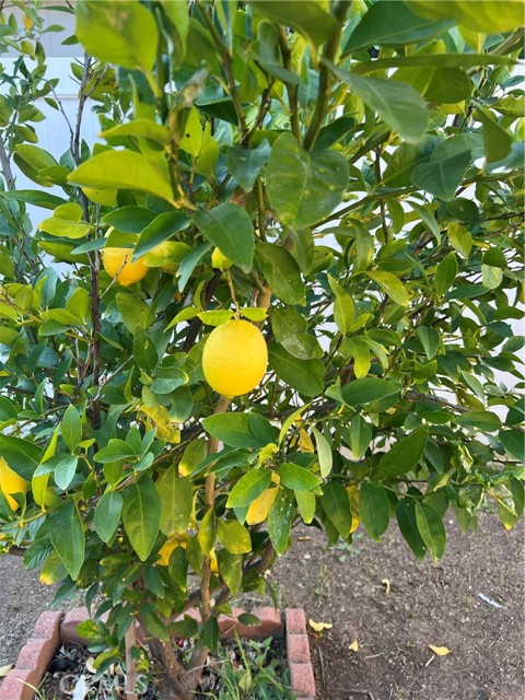 24931 Heil Drive, Moreno Valley CA: https://media.crmls.org/medias/903bf76a-0805-4d1e-a181-e1103dc93043.jpg