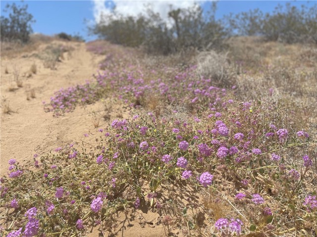 Detail Gallery Image 6 of 19 For 20 Acres, Yucca Valley,  CA 92285 - – Beds | – Baths