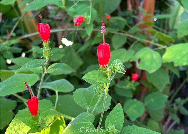 Detail Gallery Image 35 of 63 For 1321 Pepper Tree Ln, Vista,  CA 92084 - 4 Beds | 3 Baths