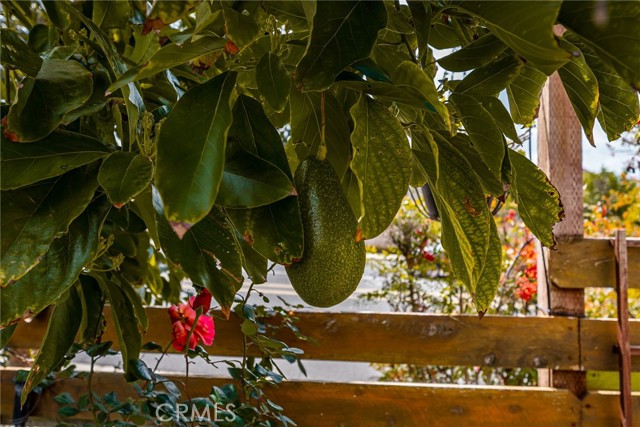 One of three Avocado trees on the property