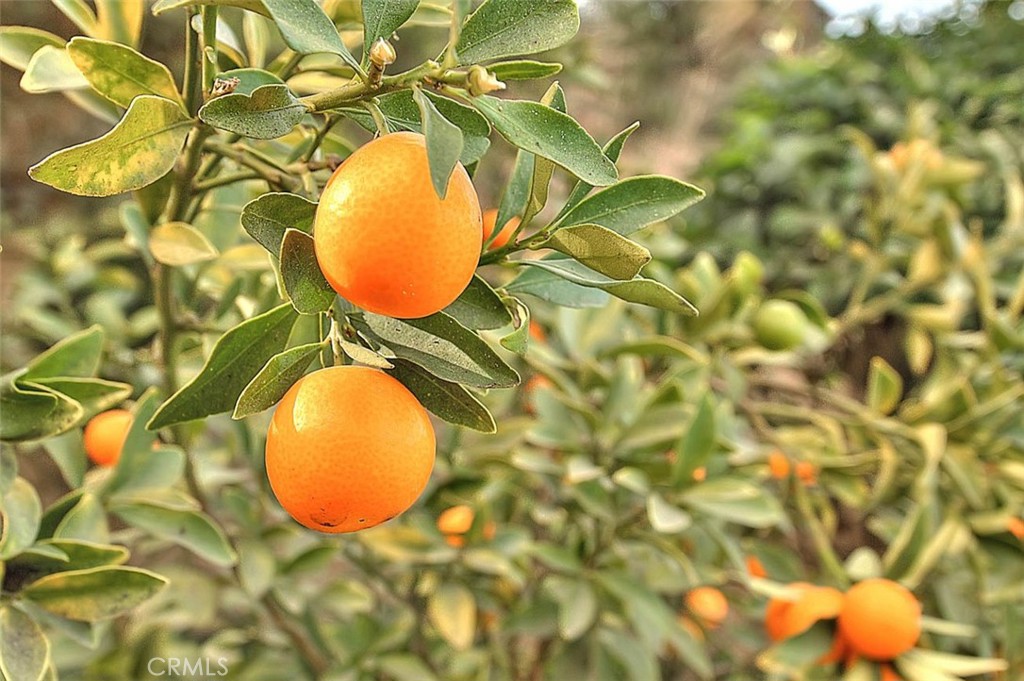 https://media.crmls.org/medias/90f2fe5f-4021-43d5-8a5a-d02228d56134.jpg?preset=X-Large