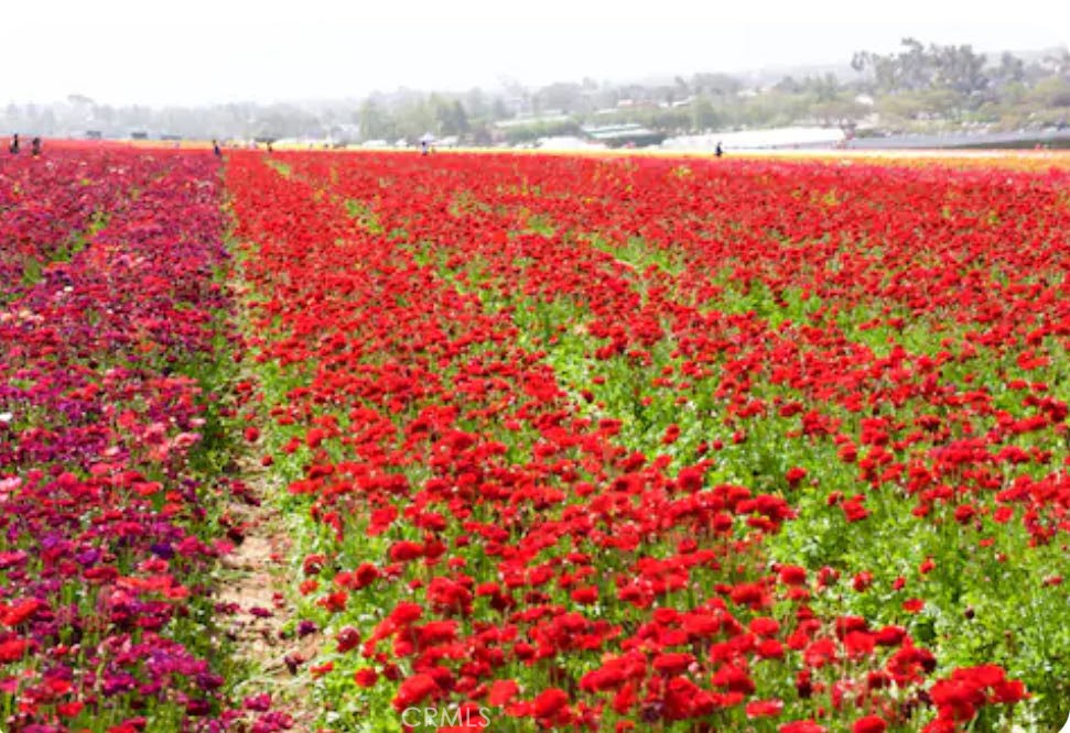 MLS #OC25223719 image #21