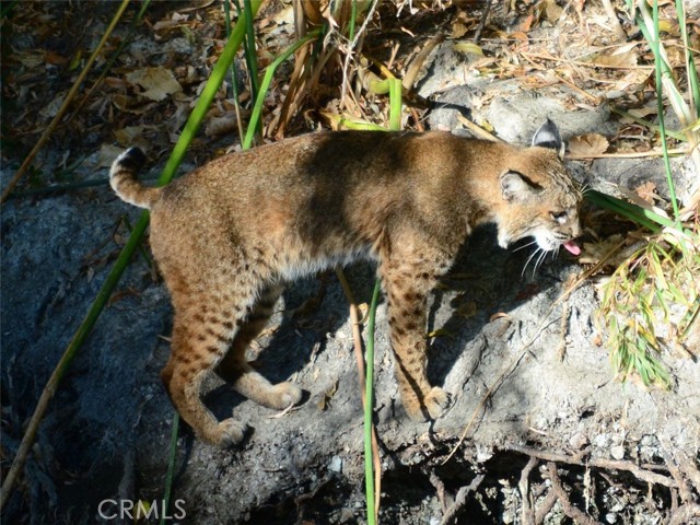 Detail Gallery Image 72 of 72 For 3153 Saint Francis Dr, Lakeport,  CA 95453 - 3 Beds | 2 Baths