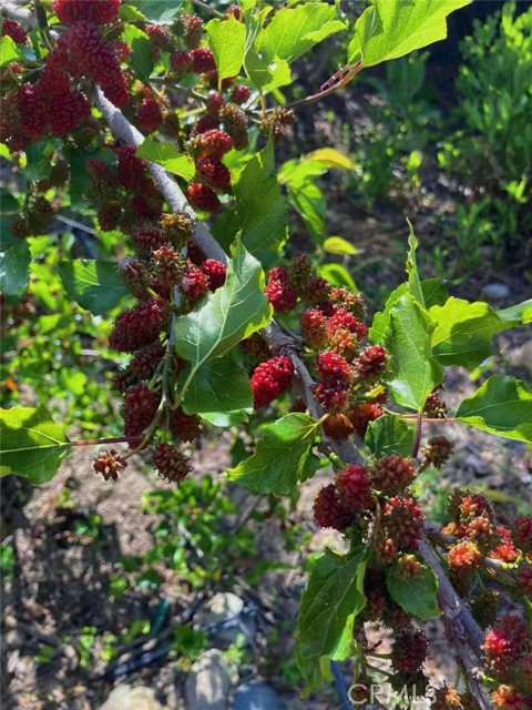 Detail Gallery Image 50 of 61 For 14037 Hollywood Ave, Corona,  CA 92880 - 4 Beds | 3 Baths