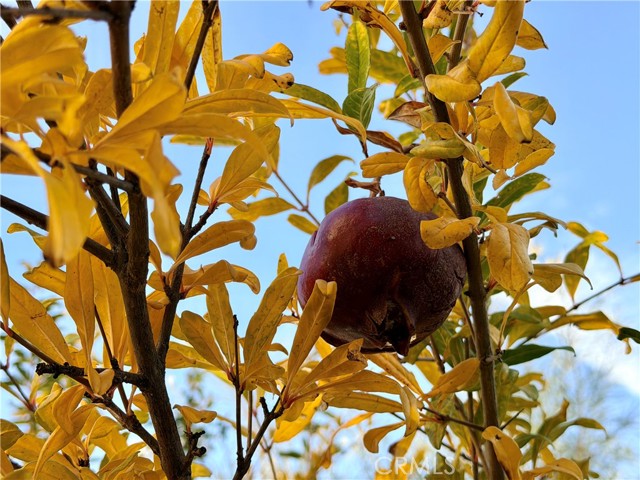 Detail Gallery Image 53 of 72 For 32102 Elk Grove Ct, Temecula,  CA 92592 - 4 Beds | 3/1 Baths