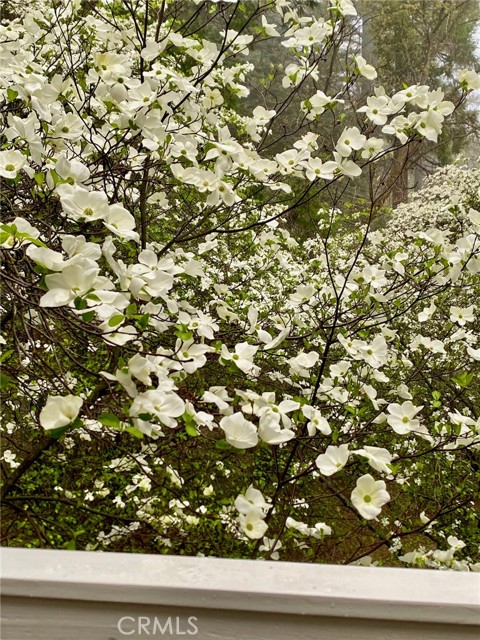 Detail Gallery Image 30 of 31 For 841 Cottage Grove Rd, Lake Arrowhead,  CA 92352 - 3 Beds | 2 Baths