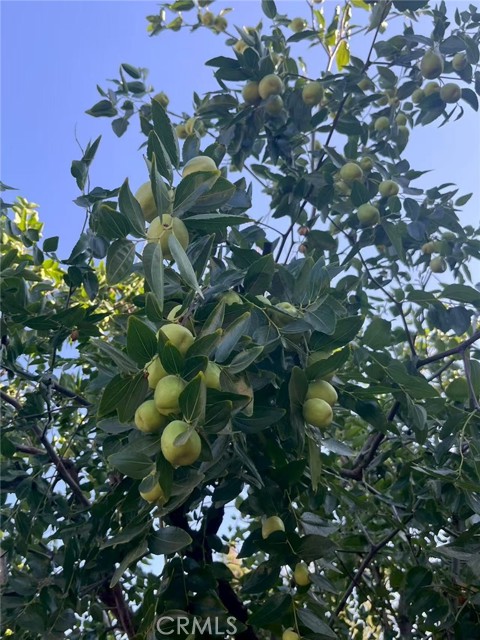 Detail Gallery Image 18 of 30 For 1662 Palermo, Riverside,  CA 92507 - 3 Beds | 2/1 Baths