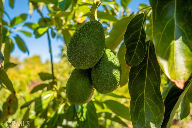 Detail Gallery Image 8 of 12 For 15 Camaron Rd, Temecula,  CA 92590 - – Beds | – Baths