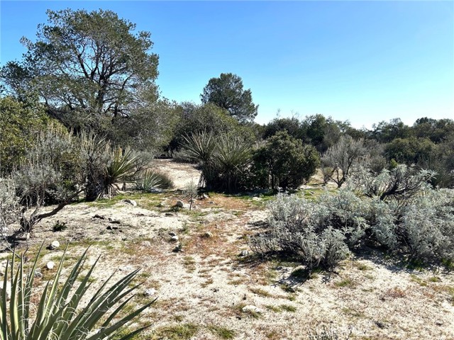 Detail Gallery Image 12 of 29 For 0 Oak Rd, Anza,  CA 92539 - – Beds | – Baths