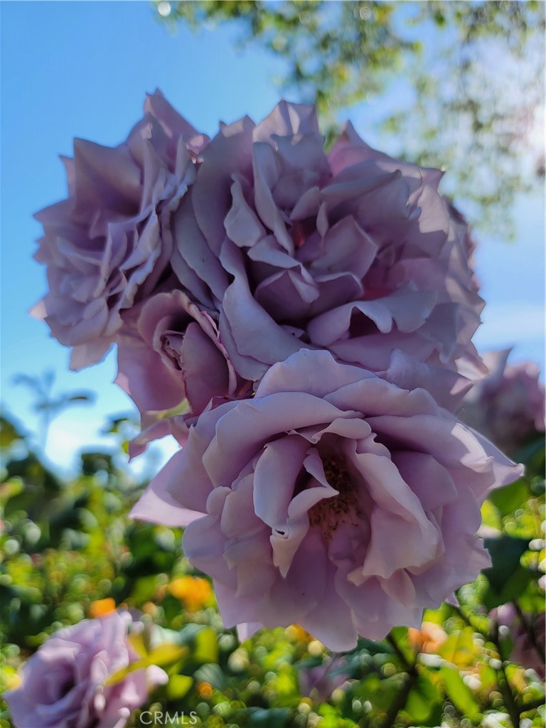 https://media.crmls.org/medias/932dfed6-6e87-45c3-a846-ec8874582706.jpg?preset=X-Large