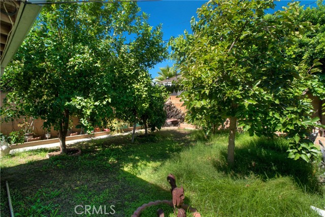 BACK YARD LEMON, PERSIMMON AND MORE FRUIT TREES