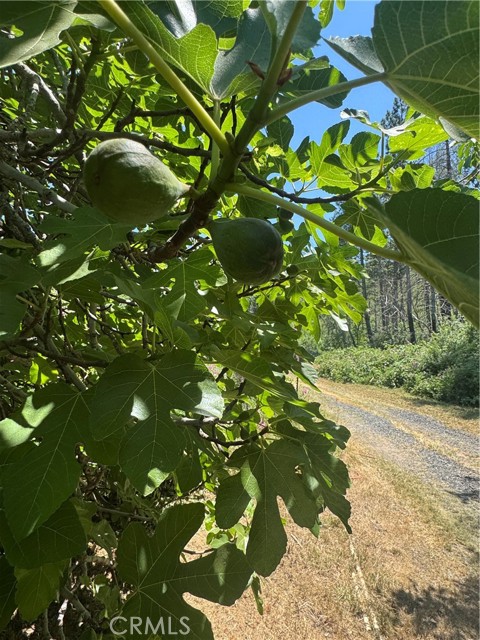 3738 Pinkston Canyon Road, Oroville CA: https://media.crmls.org/medias/93806753-983a-4d7d-b4e1-e2dad7056292.jpg