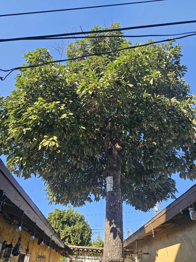 MLS #DW25265625 image #6