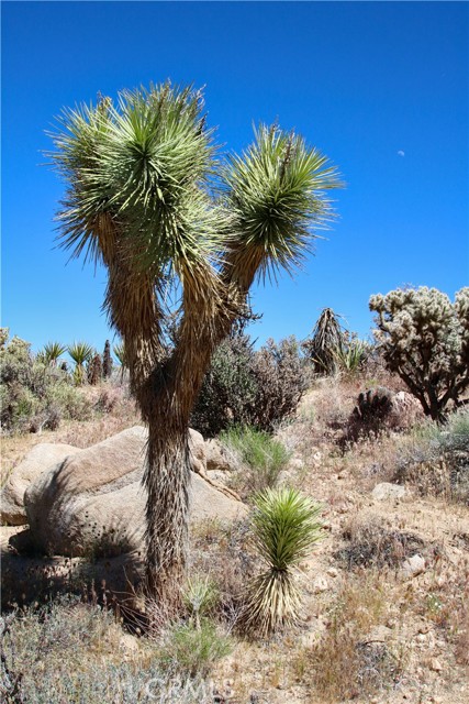 Detail Gallery Image 32 of 38 For 0 San Andreas, Joshua Tree,  CA 92252 - – Beds | – Baths