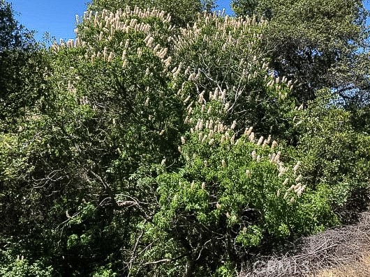 Detail Gallery Image 39 of 43 For 4743 Buffalo Gulch Rd, Midpines,  CA 95345 - – Beds | – Baths