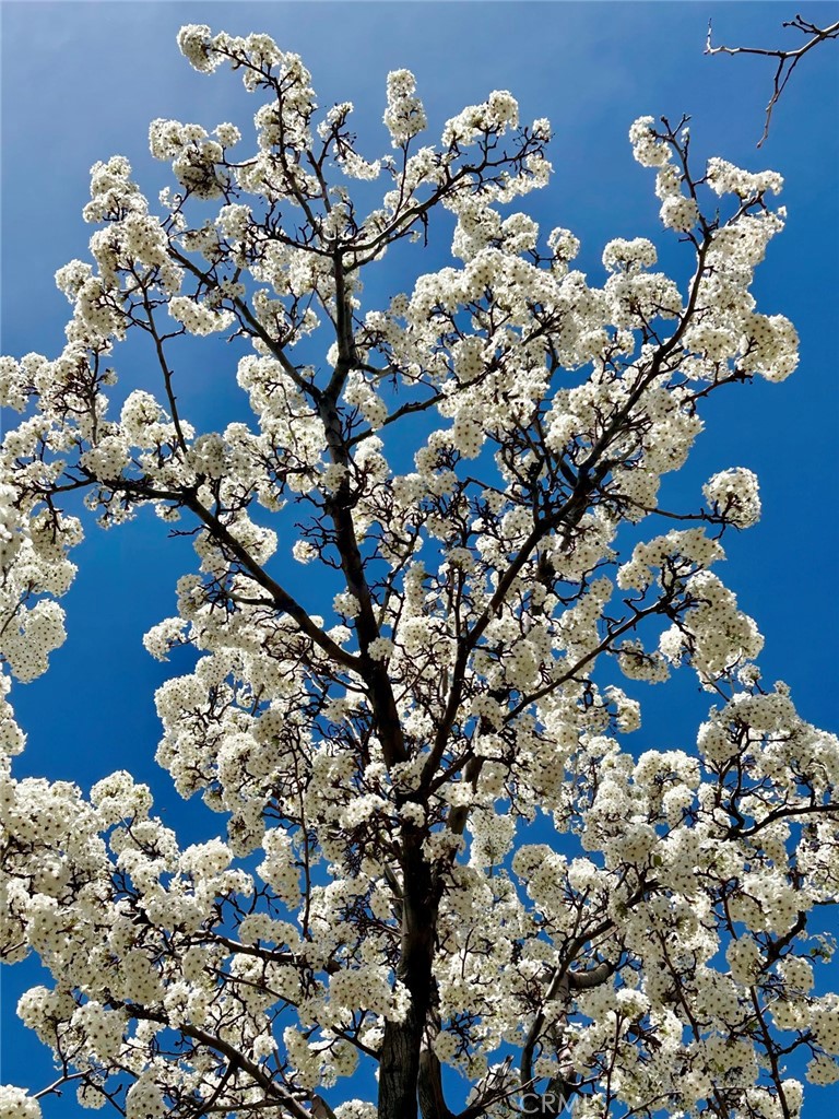 https://media.crmls.org/medias/94d7a4cc-b4c0-4143-814b-4906552ea2e6.jpg?preset=X-Large
