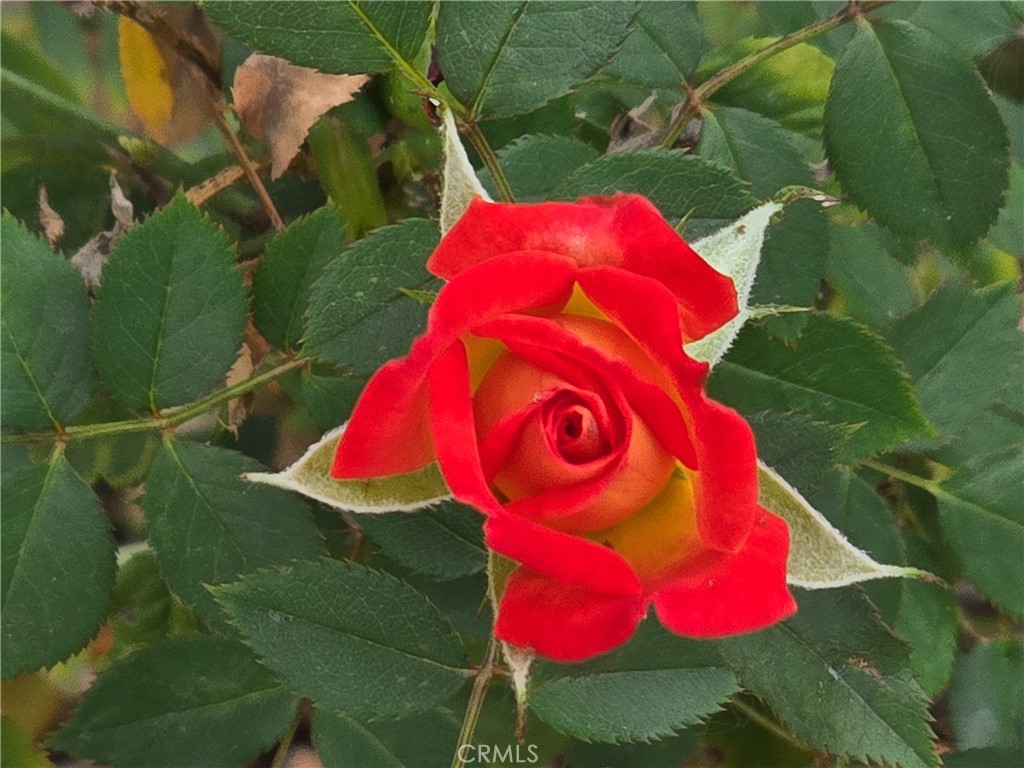 https://media.crmls.org/medias/950f32c4-77e1-45bb-8492-88d2e8caa5f0.jpg?preset=X-Large