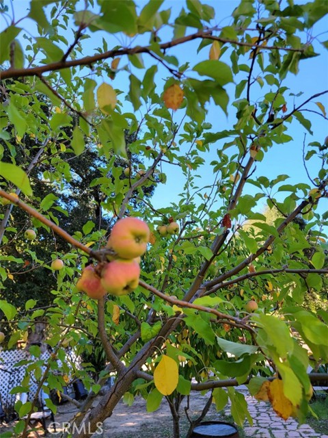 Detail Gallery Image 37 of 60 For 5049 Ca-78, Santa Ysabel,  CA 92070 - 3 Beds | 2/1 Baths