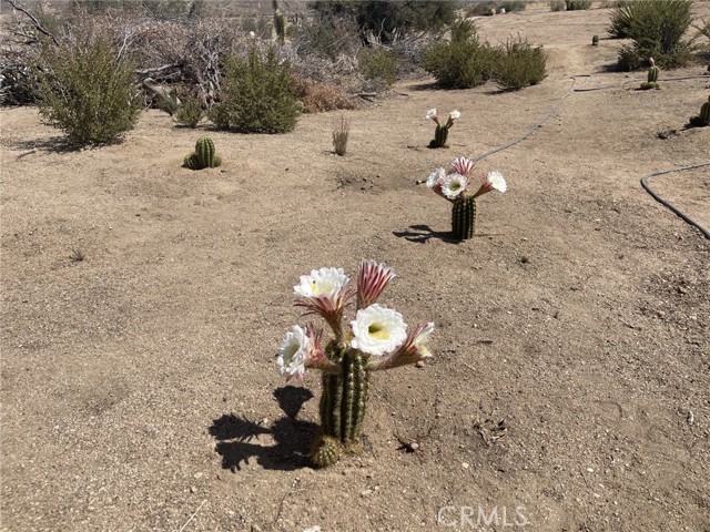 Detail Gallery Image 8 of 8 For 543050 Red Ryder Rd, Pioneertown,  CA 92268 - – Beds | – Baths