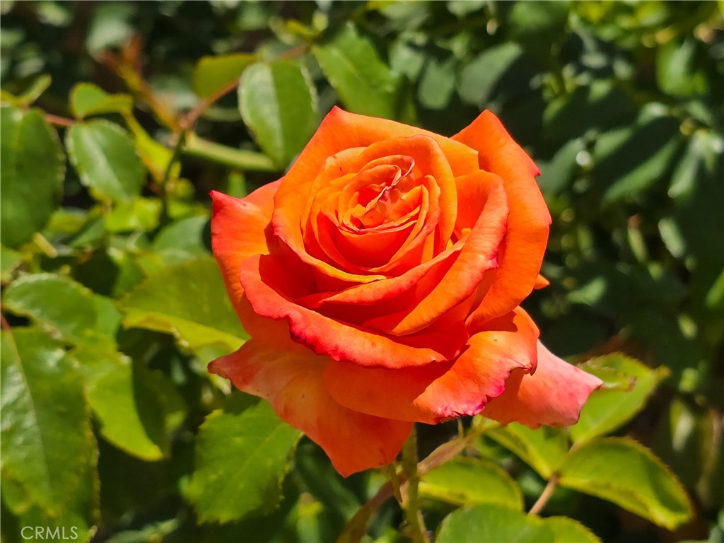 https://media.crmls.org/medias/95fcc8b5-d6ca-4519-baa0-014f93272925.jpg?preset=X-Large