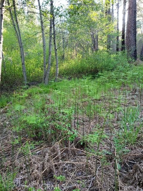 Detail Gallery Image 2 of 7 For 29531 Little Bear Creek Rd, Cedar Glen,  CA 92321 - – Beds | – Baths