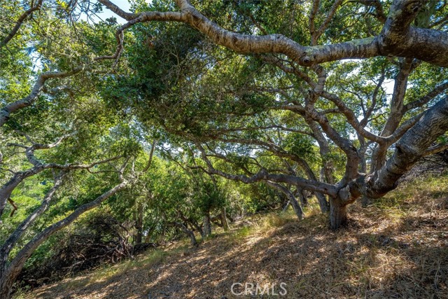 Detail Gallery Image 60 of 75 For 1300 Calle Cordoniz Road, Los Osos,  CA 93402 - 3 Beds | 2 Baths