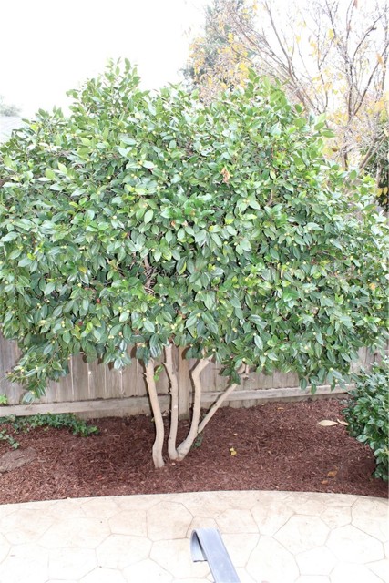 Detail Gallery Image 61 of 75 For 985 Jonell Ln, Chico,  CA 95926 - 3 Beds | 2 Baths