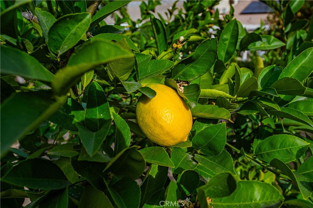 MLS #SW25279710 image #42