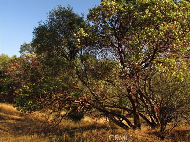 Detail Gallery Image 54 of 54 For 2 Ac Old Oaks Ct, North Fork,  CA 93643 - – Beds | – Baths