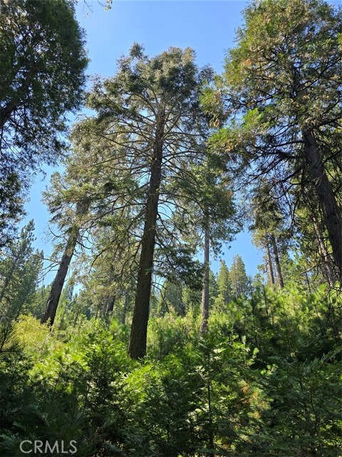 0 Lovers Lane, Cedarpines Park CA: https://media.crmls.org/medias/9781fc04-df24-4bb5-a950-960db478b4b7.jpg
