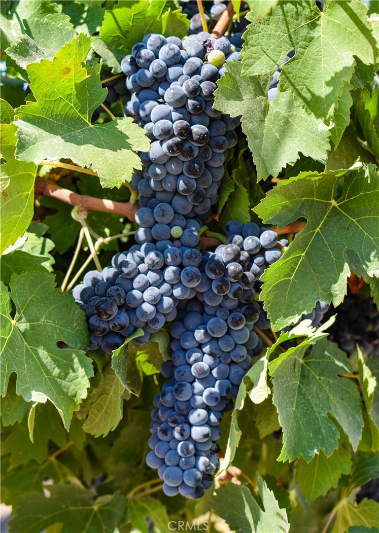 2023 Twelve Oaks Drive