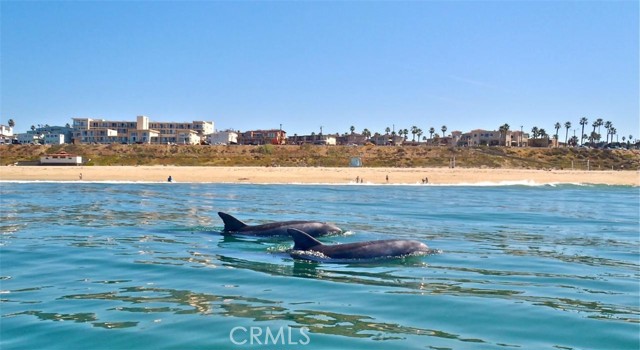 Dolphin sitings off the Redondo Beach shoreline
