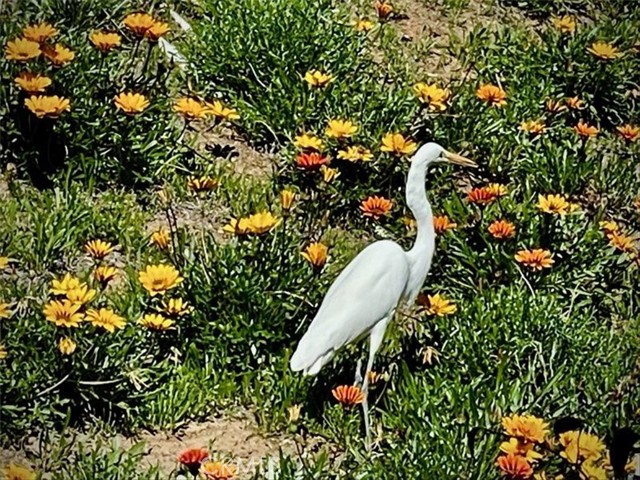 Detail Gallery Image 10 of 62 For 7743 Gold Buckle Ct, Highland,  CA 92346 - 4 Beds | 3 Baths