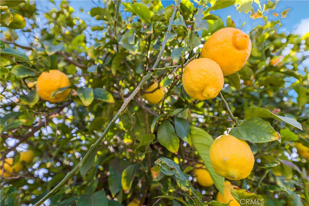 https://media.crmls.org/medias/9a630077-f9a2-4af9-8e0f-577e5e77f1d9.jpg?preset=X-Large