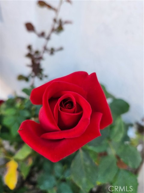 Detail Gallery Image 22 of 22 For 7545 Calais Ct, Rancho Cucamonga,  CA 91730 - 3 Beds | 2 Baths