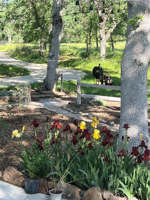 29503 Spence Lane, Tollhouse CA: https://media.crmls.org/medias/9b0349df-bccd-4361-9530-902b14a19d83.jpg