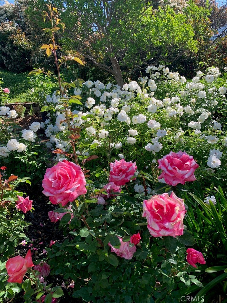 https://media.crmls.org/medias/9b08dd6d-828f-4de0-858f-06979ec35380.jpg?preset=X-Large