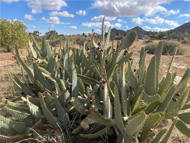 Detail Gallery Image 10 of 12 For 0 Minna Gombell Road, Pioneertown,  CA 92268 - – Beds | – Baths